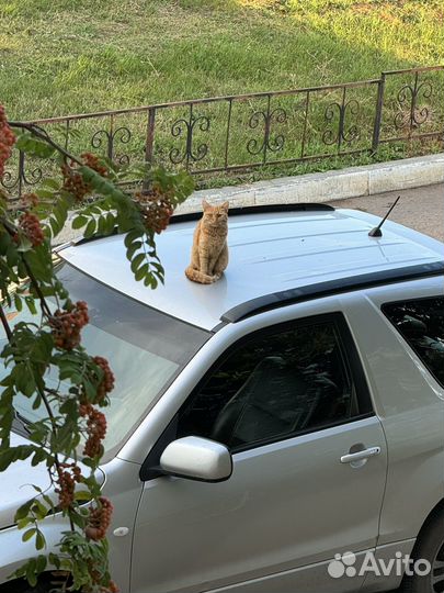 Рыжий котик
