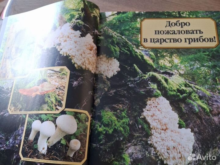 Энциклопедия