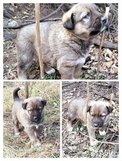 Щеночек Рой в добрый дом