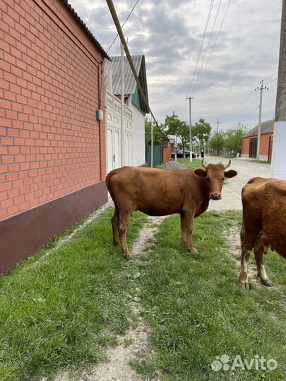 Корова с теленком