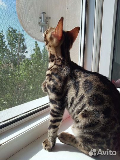 Бенгальские котята