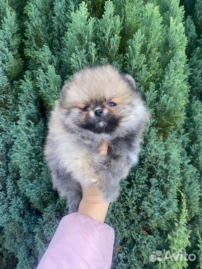 Мини Мишка мальчик Померанский шпиц