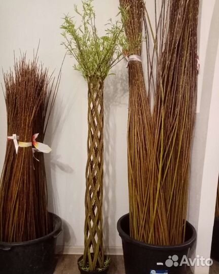 Лоза сортовой ивы