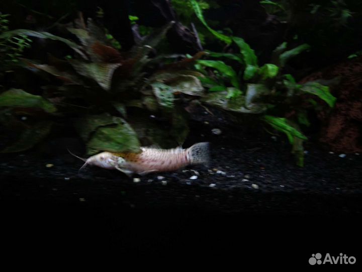 Аквариумные рыбки