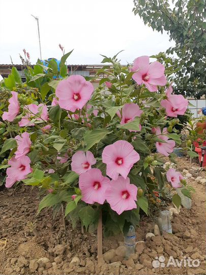 Флокс шиловидный, очитки, гибискус, пассифлора