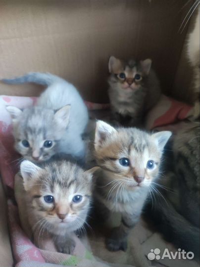 Котята в добрые руки