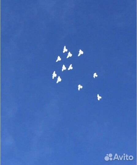 Голуби Высоколетные