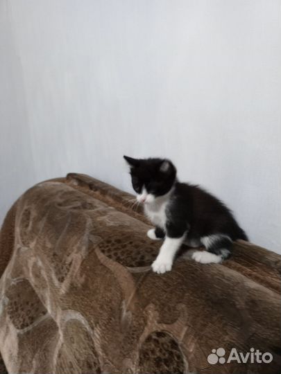 Котик бесплатно