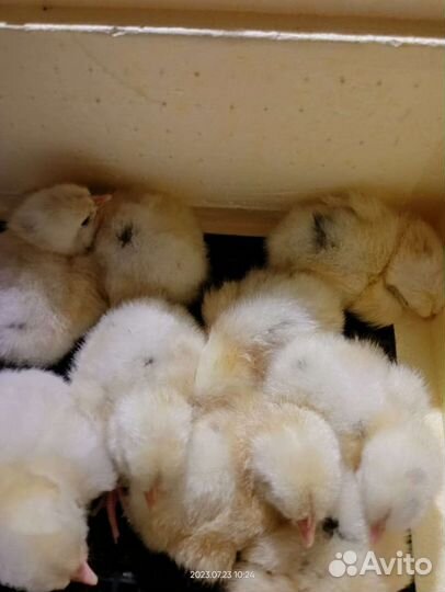 Цыплята несушки 