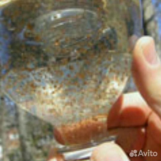 Корм дафнии