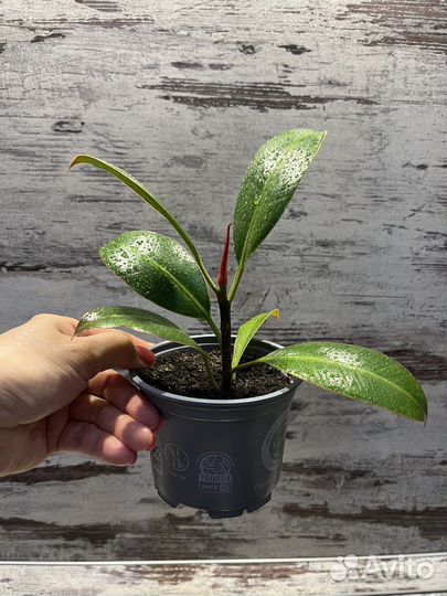 Фикус эластика