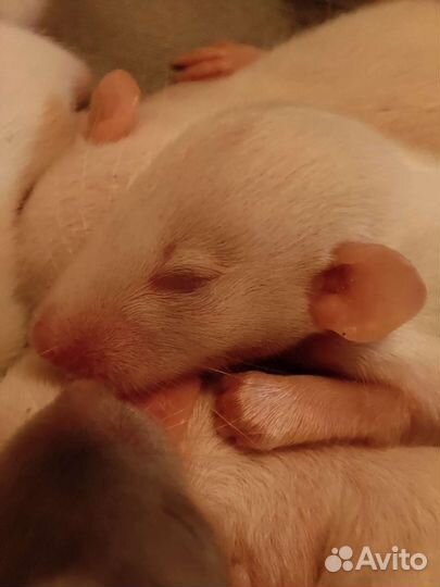 Крысята дамбо