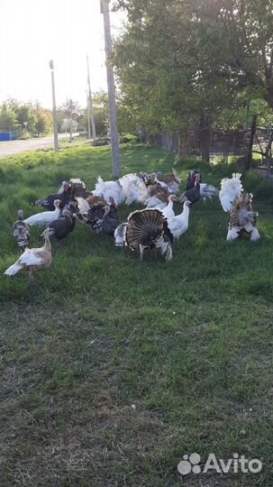 Домашняя птица индюк