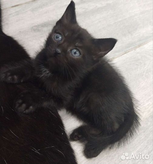 Котёнок ищет хозяина