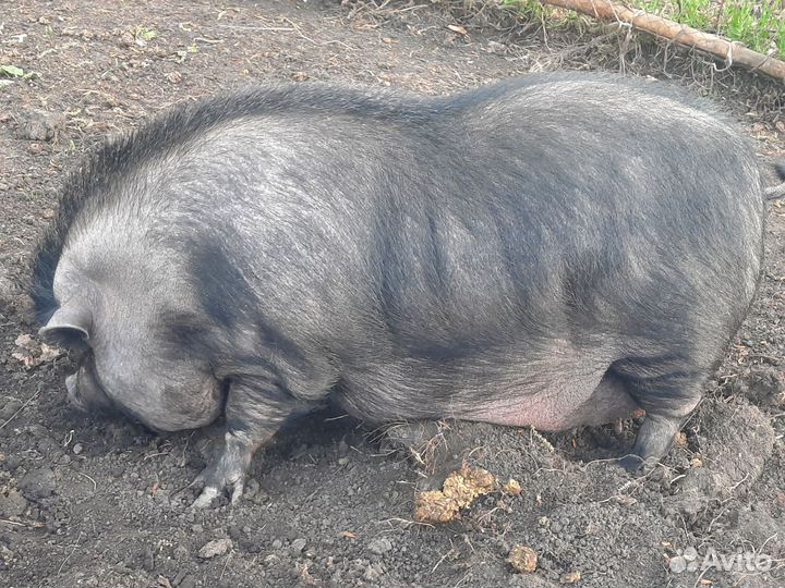 Вьетнамские поросята