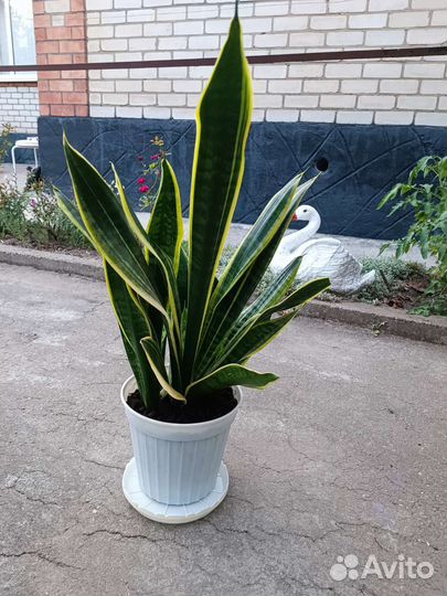 Сансевиерия