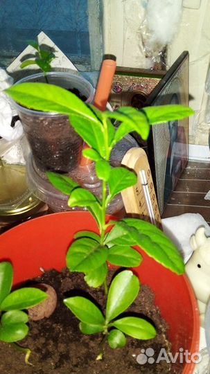 Лимонное дерево