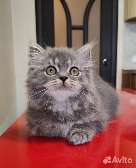 Котенок хайленд страйт