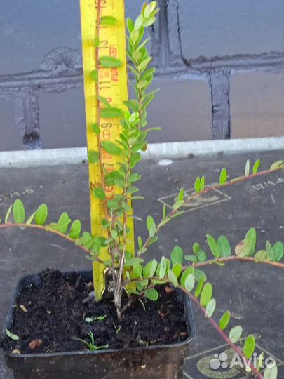 Саженцы клюквы