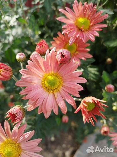 Хризантема