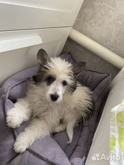 Девочка пушистик