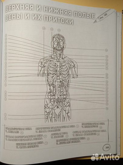 Анатомия русско-латинский атлас
