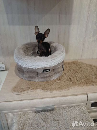 Передержка кошек инвалидов или маленьких собак