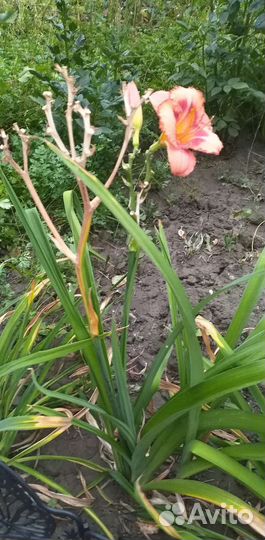 Продаю деленки карликого лилейника