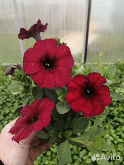 Цветы петунии рассада