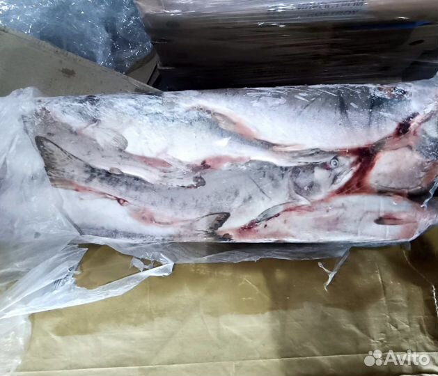 Горбуша свежая 2023 года