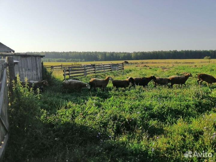 Овцы курдючные и жирохвост
