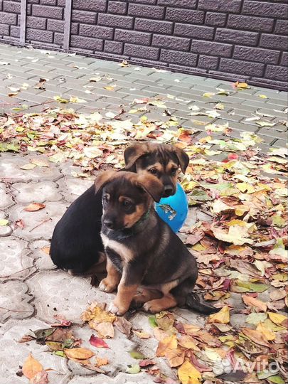 Замечательные малыши ждут вас