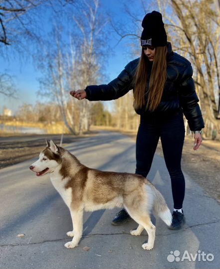 Хаски вязка