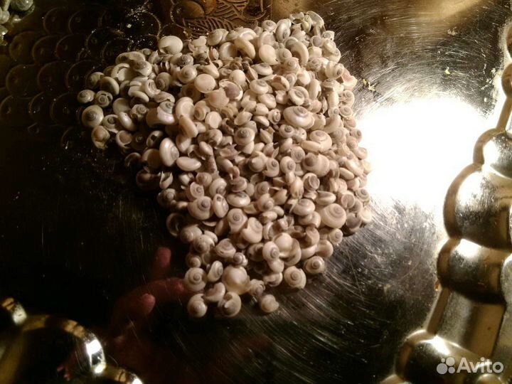 Ракушки морские для рукоделия