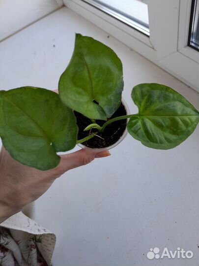 Сингониум т-24