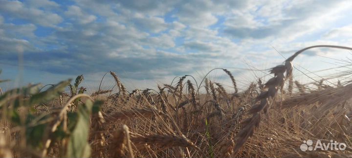Уборка урожая зерновых и бобовых