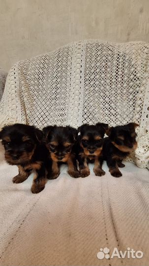 Йоркширский терьер мини беби фейс щенки