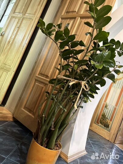 Замиокулькас долларовое дерево