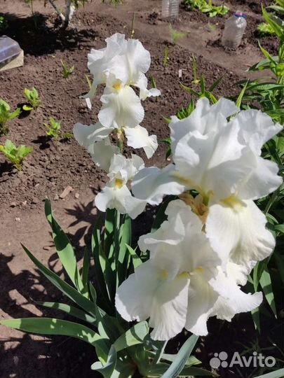 Ирис белый и фиолетовый