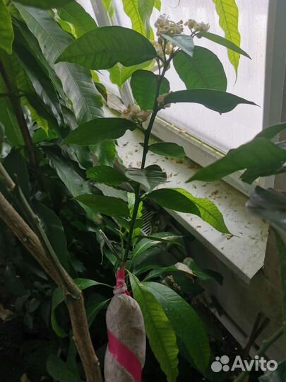 Экзотические растения, лимон, лайм, апельсин