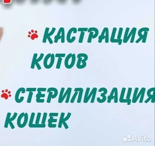 Кошки, коты, котята
