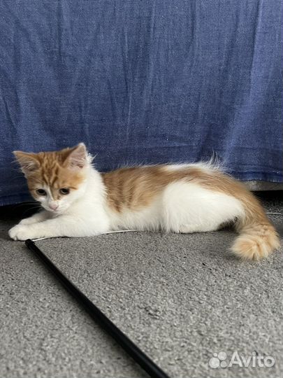 Кошка в дар