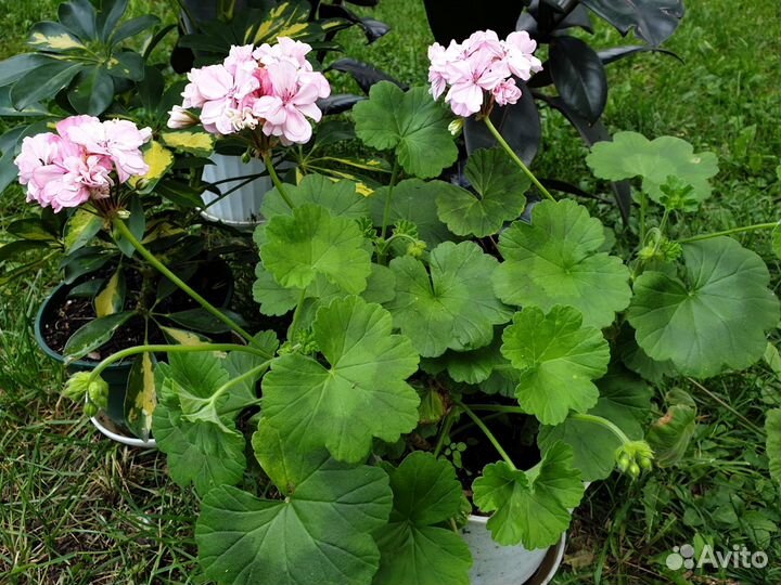 Герань пеларгония