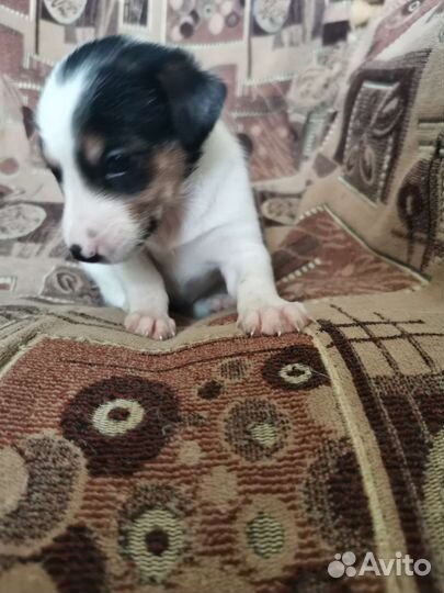 Маленькая собака