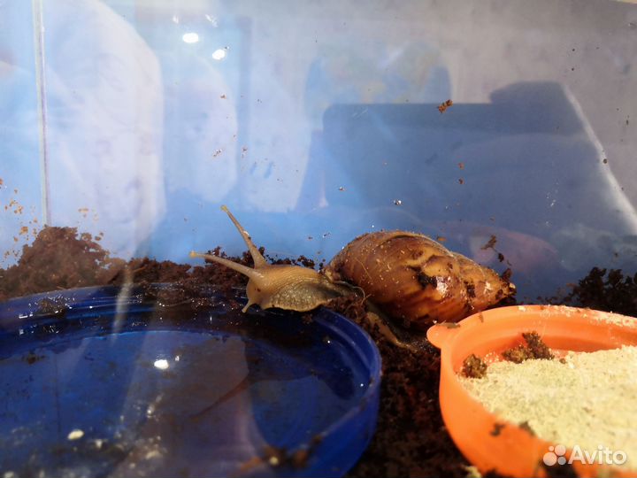 Улитки ахатины