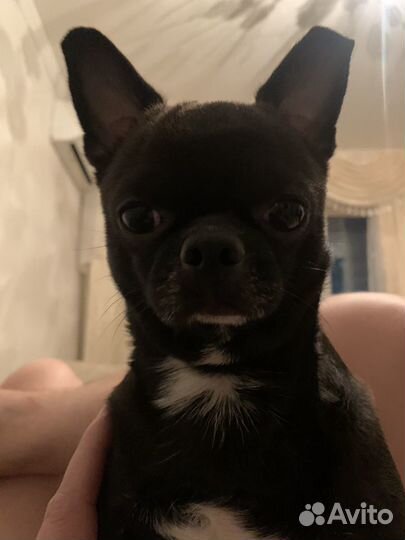 Чихуахуа для встречи