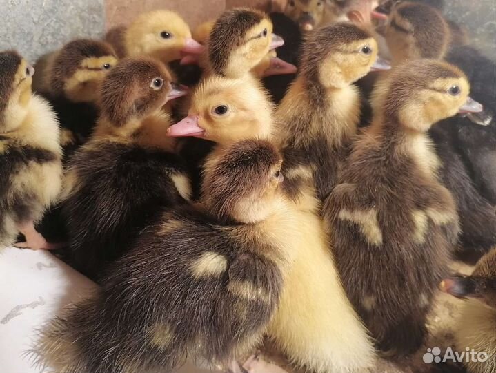 Утята (индоутята) суточные