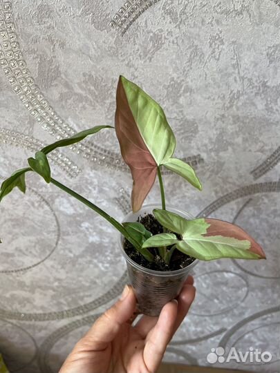 Сингониумы