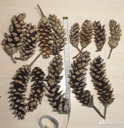Шишки сосновые большие 20 см