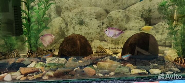 Продам аквариум с рыбками